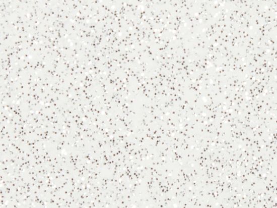 Tissu enduits Skiny Disco 138cm M2