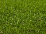 Artificial Grass Wanderlust 6960